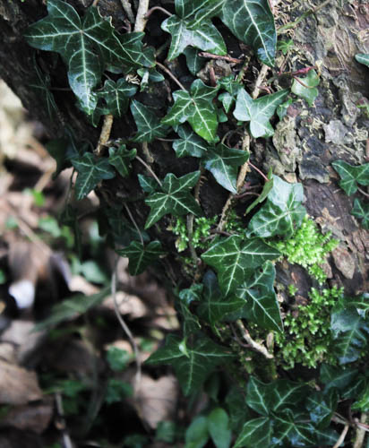 Image - January 2017 (1 of 1)