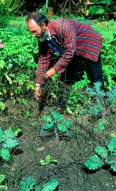Organic gardener extraordinaire Peter Woollam taught me how to use thin and twiggy shoots to protect brassicas from skittish pigeons.