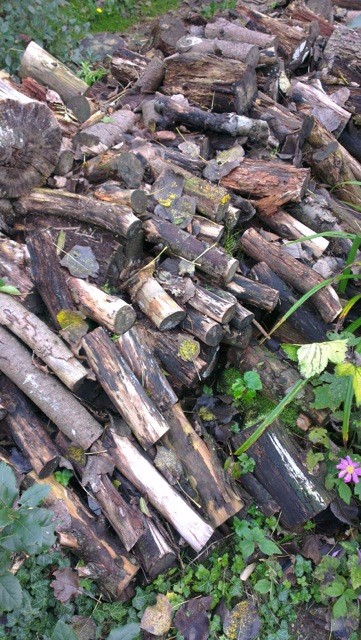 Don’t burn or export the thicker wood from your garden. A pile of loosely stacked logs in a corner of your plot will create a rich wildlife habitat that money simply can’t buy. 