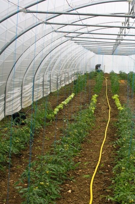 A key aim for the Seed Co-operative is to revitalise, share and support practical plant breeding and seed production skills among a network of small-scale seed growers.