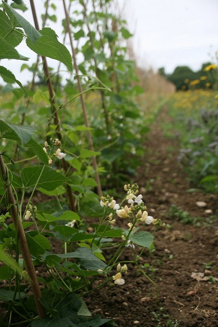 Open pollinated seed is like the open source software of food, the genetic makeup within belonging to no one and everyone.