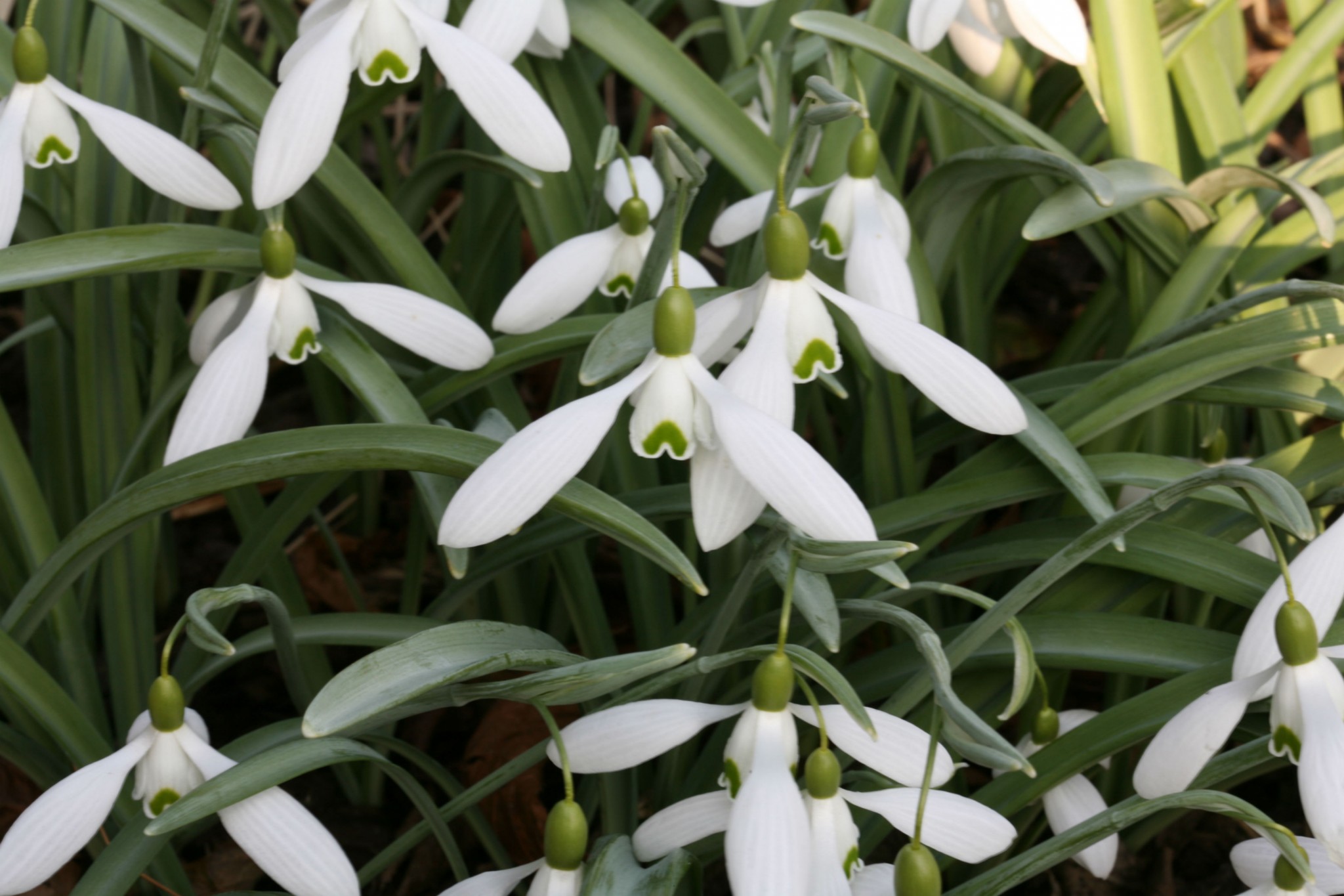 Galanthus Magnet 2