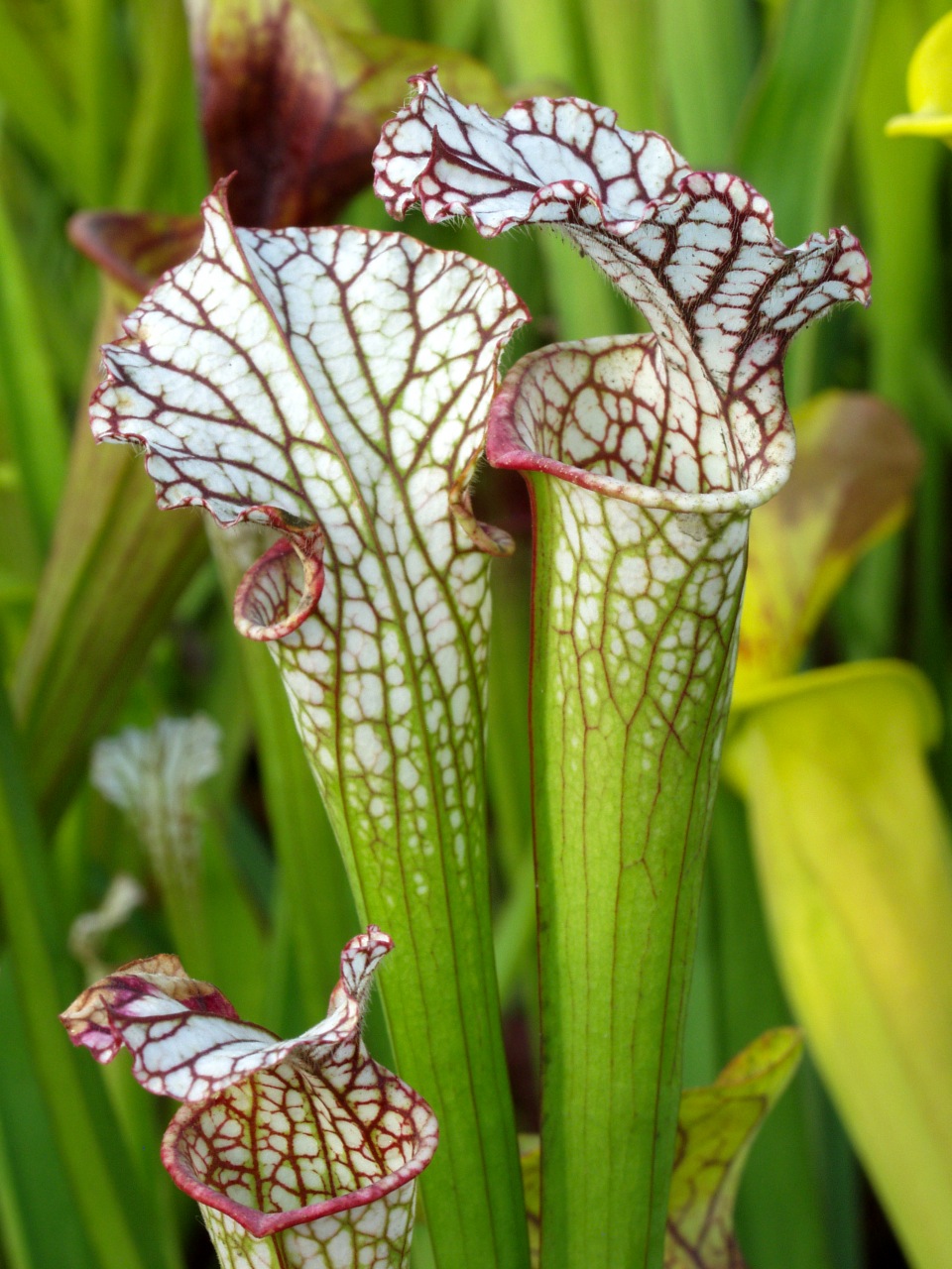 Pitcher plants are fabulous plants to grow.