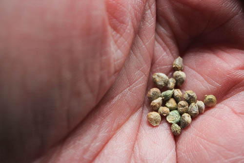 Image - Hartley March 2017