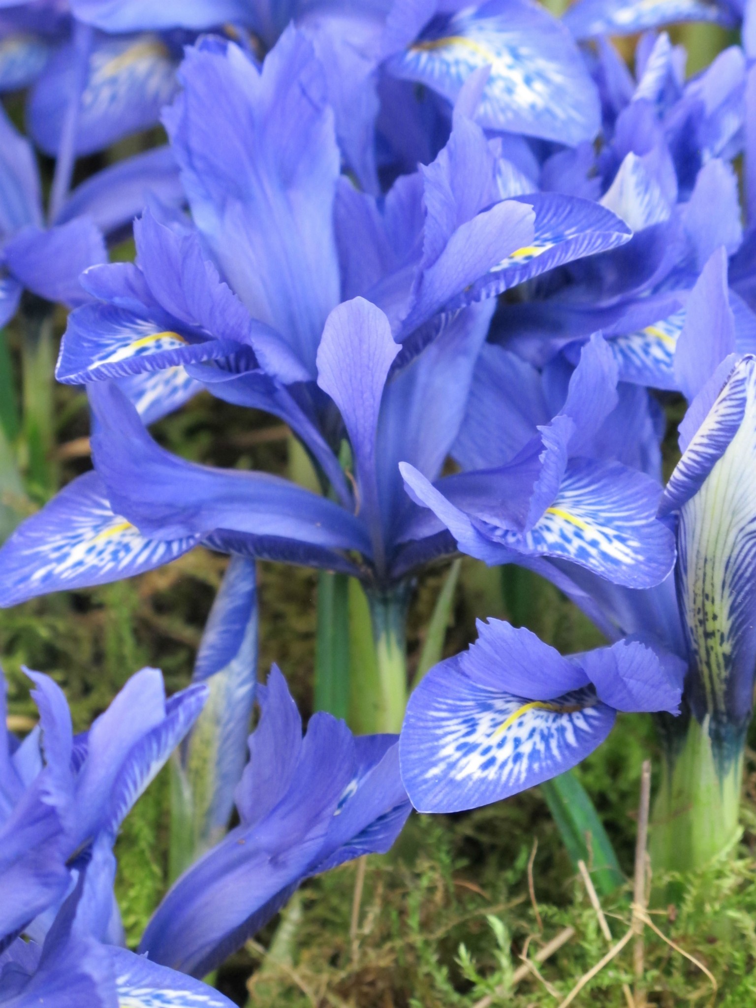 Iris Lady Beatrix Stanley