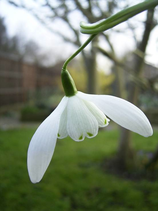 Lady Beatrix Stanely