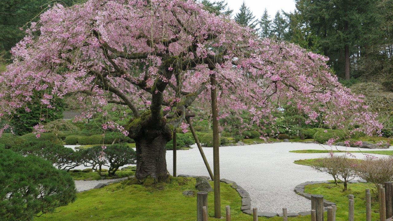 Portland Japanese Garden's Cultural Connections - by Ethne Clarke