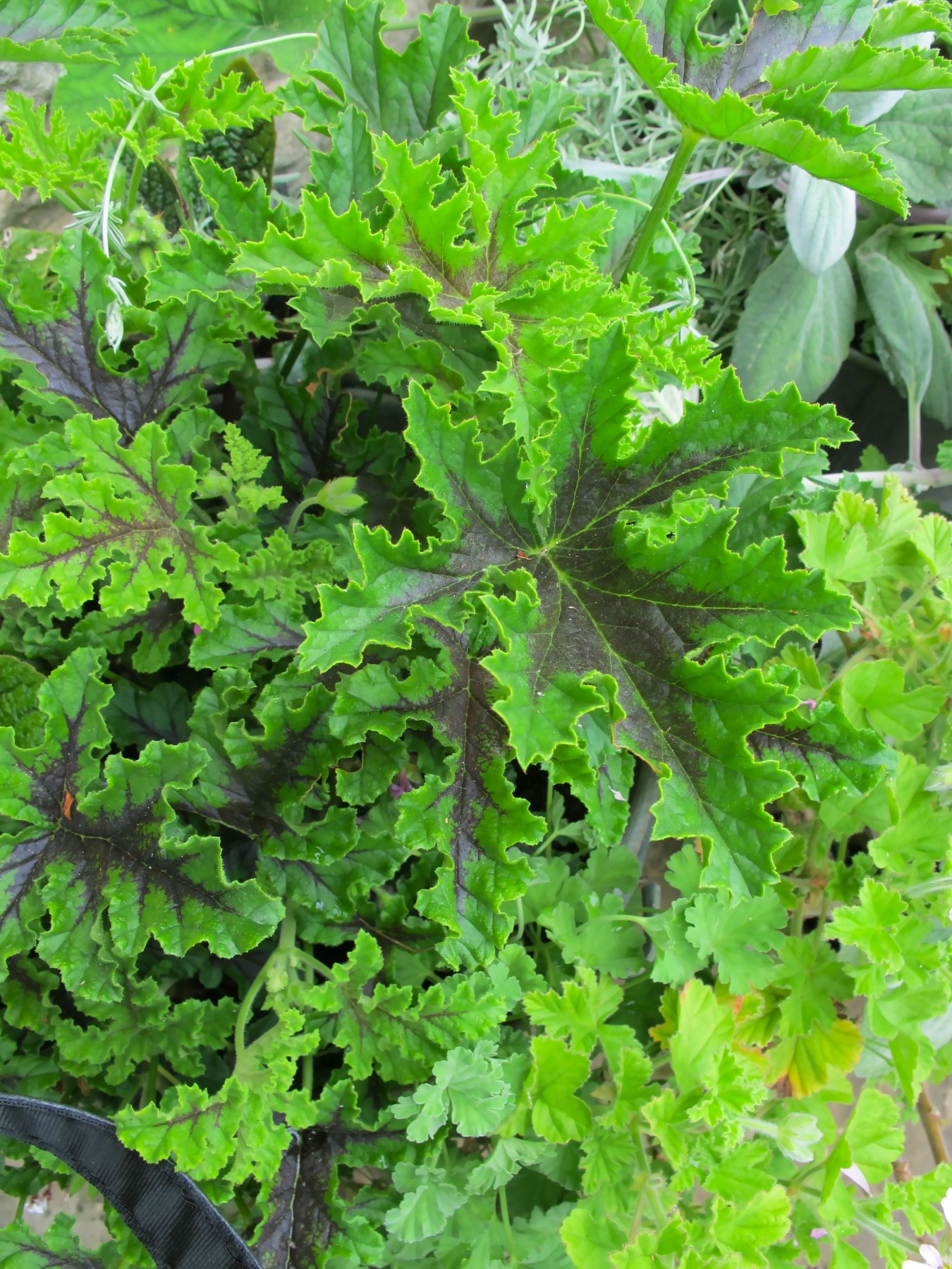Pelargonium 'Chocolate Peppermint'