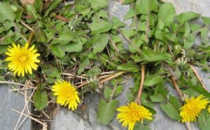 Dandelions, which benefit countless insect species, seed and grow wherever they want.