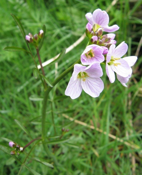 Lady’s smock, courted by orange-tip butterflies, have made a comeback since nature-obliterating sheep have been fenced out.