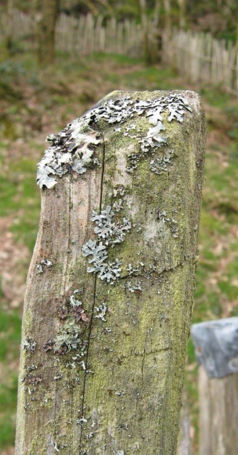My lichen-encrusted sweet chestnut fence has a character all of its own.