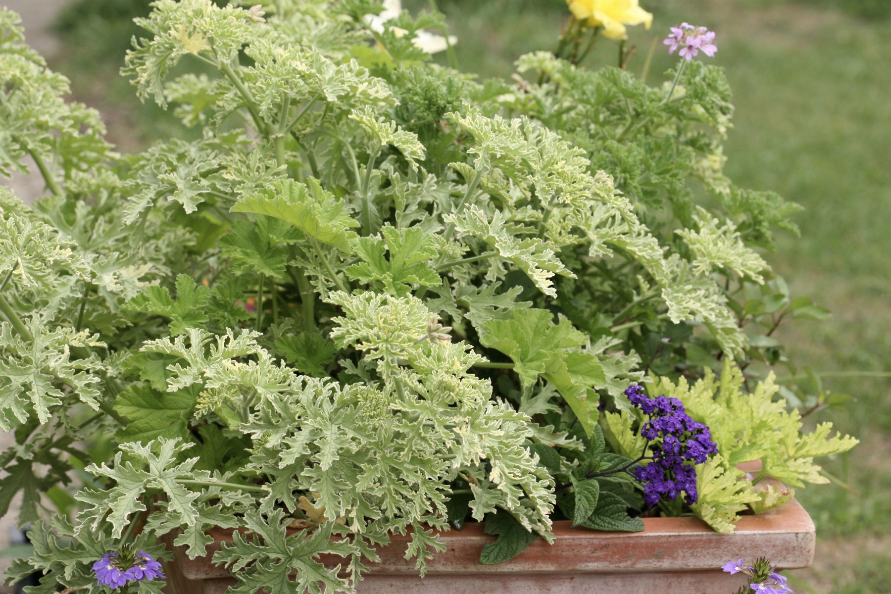 waterwise container of scented pelargoniums
