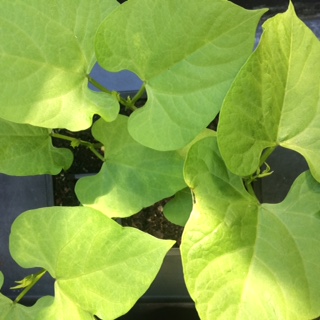 Borlotti beans growing well in the greenhouse and nearly ready to plant out