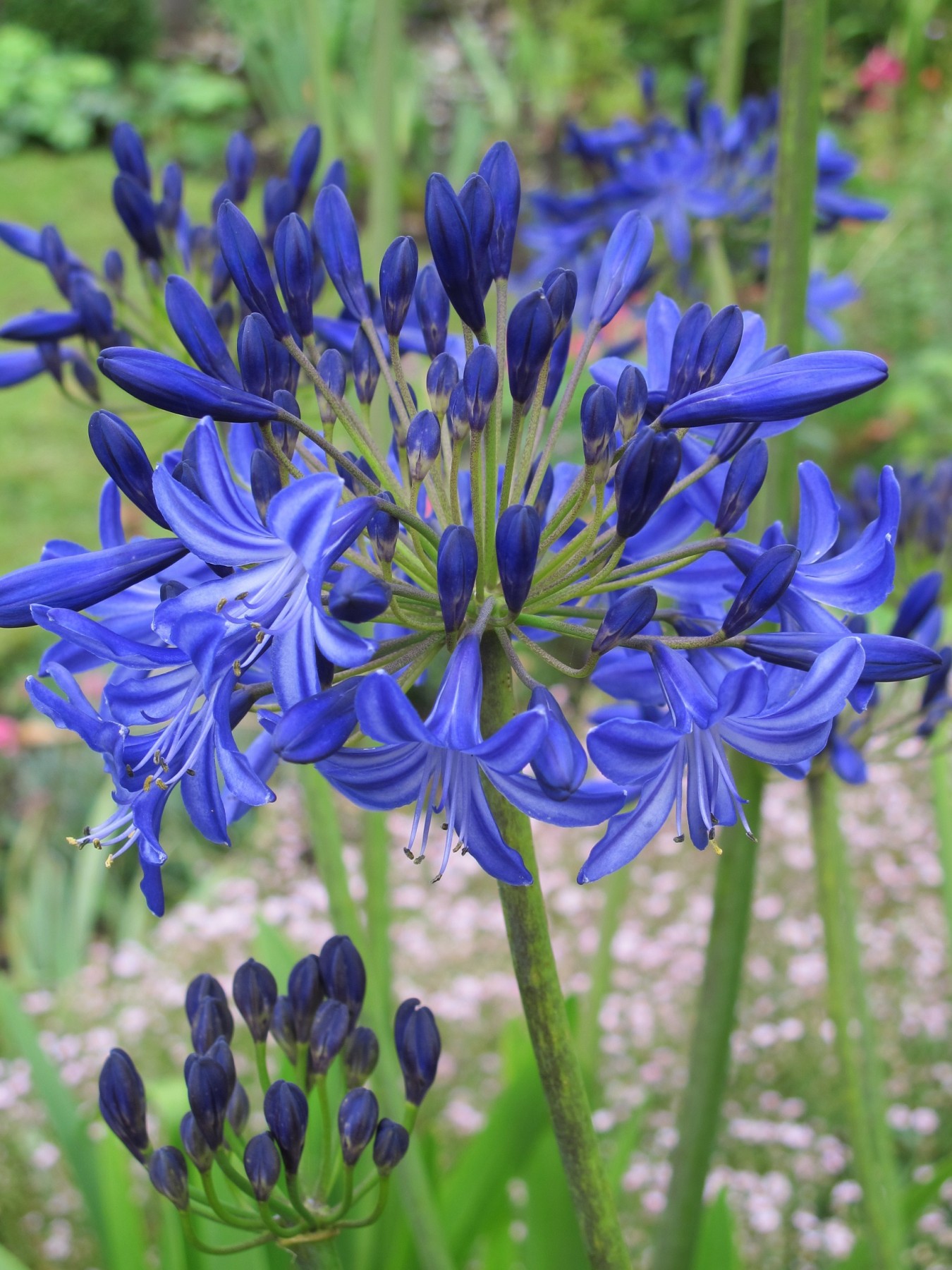 Agapanthus Northern Star 2 Aug 12 - June 2017