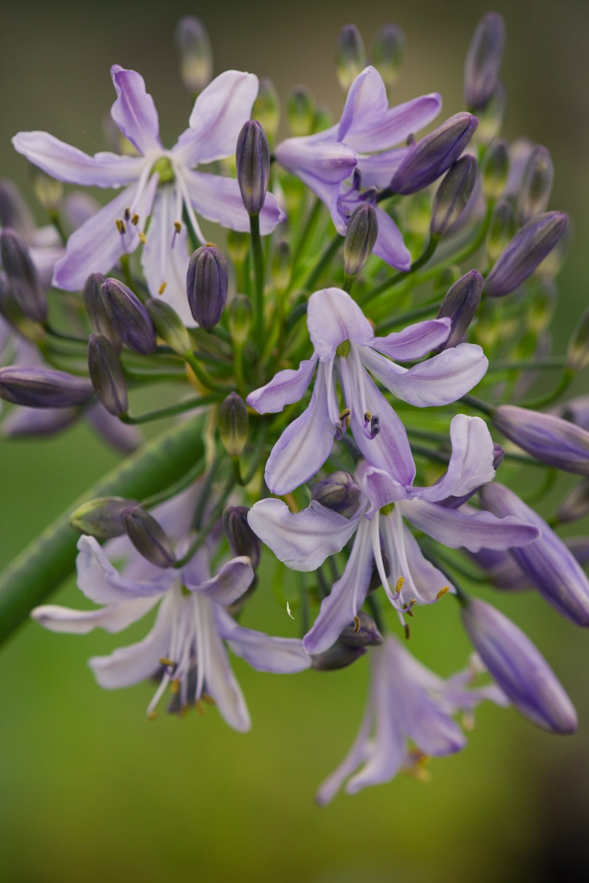 Agapanthus Tarka 
