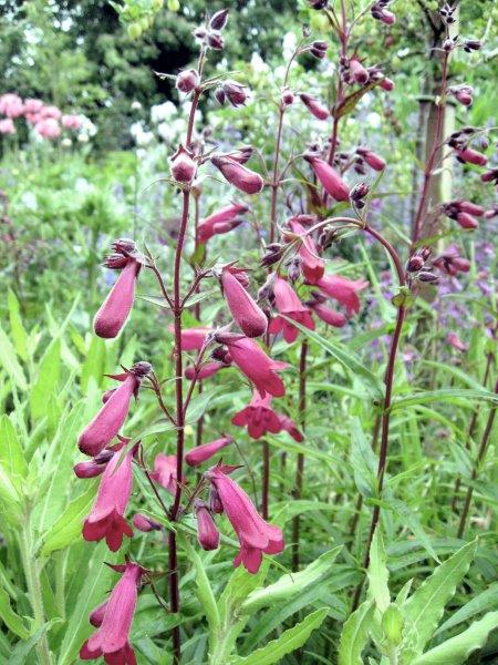 May 2017 - Penstemon Garnet
