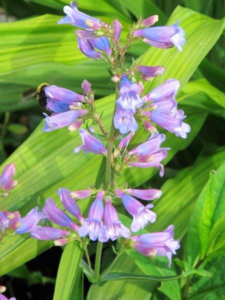 May 2017 - Penstemon heterophyllus with bumble bee copy