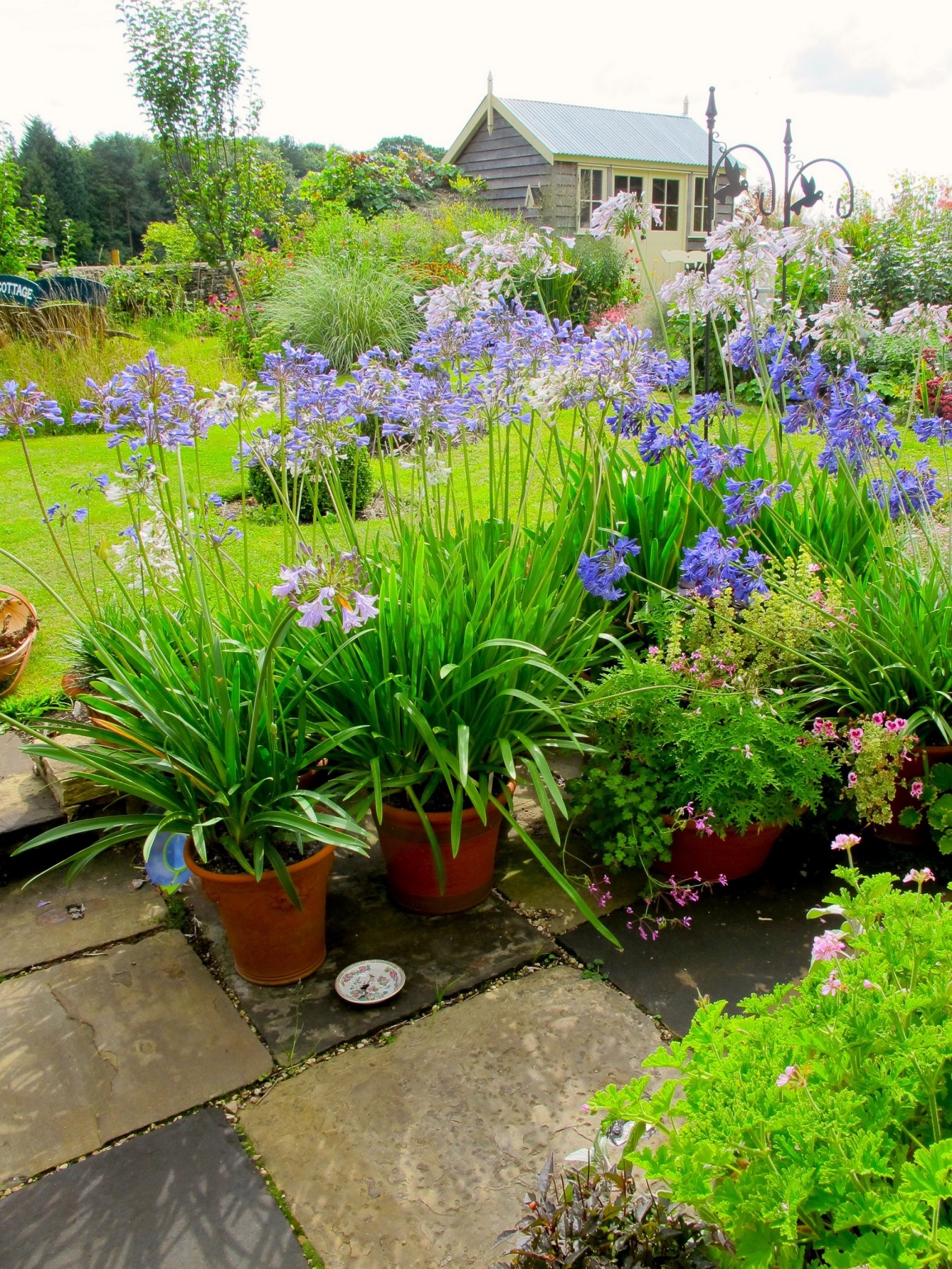 agapanthus in pots2 - June 2017