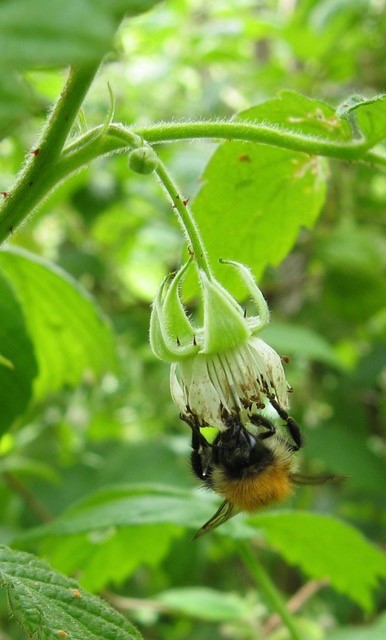 ‘There’s a great opportunity to make gardens bee-friendly, and to make our urban areas into giant ‘nature reserves’ for them’.