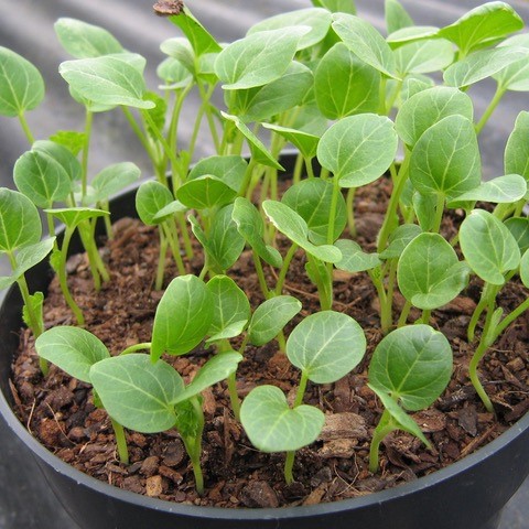 Growing your own plants from seed in a quality peat-free compost – such as Which? Best Buy SylvaGrow With Added John Innes – is one of the surest ways to avoid contaminating your garden with pesticides. 