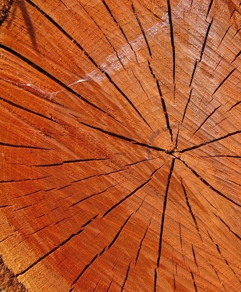 The exposed log ends change their mood daily. This damson is drying and cracking in the hot sun.