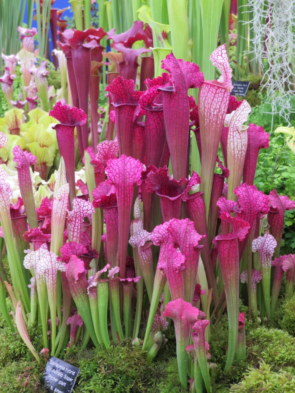 A pink pitcher plant - July 2017