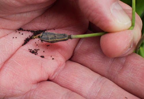 Image - August 2017 (1 of 1)