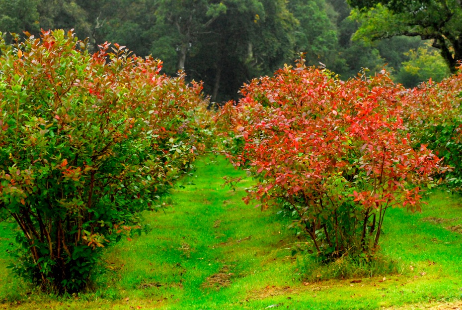 Blueberry Field