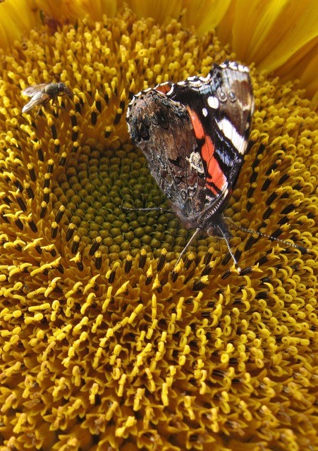 My sunflowers are ideal landing pads for red admiral butterflies and myriad other pollinators, such as flies.