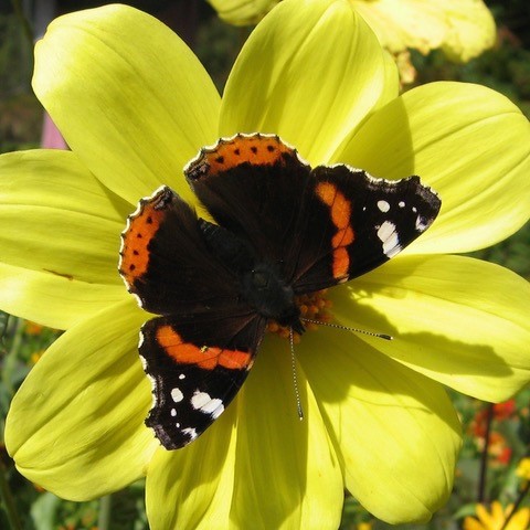 Dahlias are perfect touch-down flowers for downpour-dodging vanessas.
