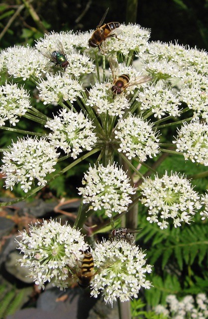 Common hogweed marshals its florets into a flattish raft called an ‘umbel’, which attracts insects of all shapes and sizes.