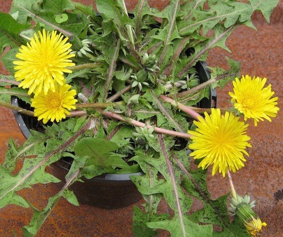 Tap into one of nature’s best landing pads by growing dandelions in pots.