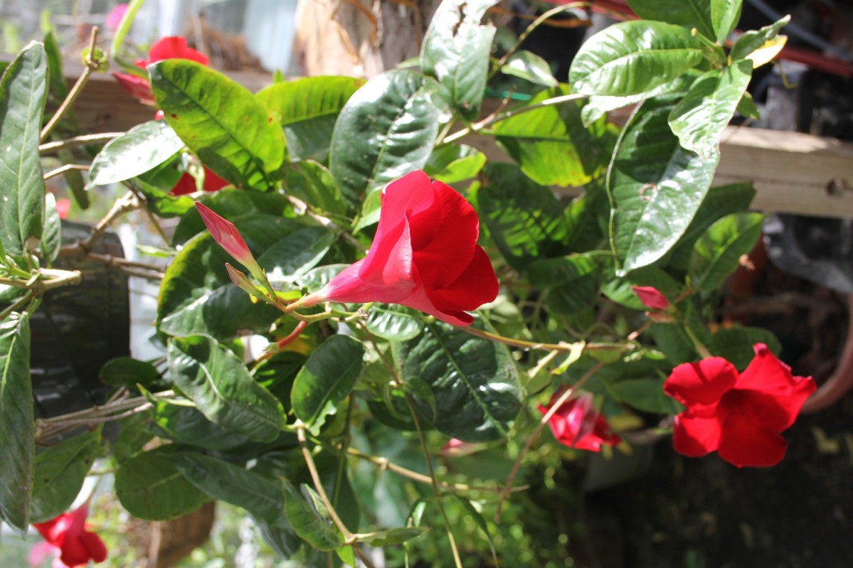 Growing Mandevillas - By Roger Marshall - Hartley Botanic