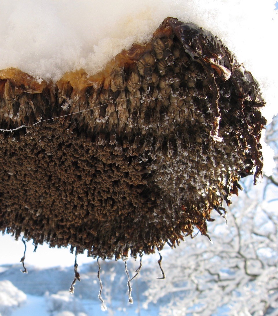 Brown seeds falling from a tree