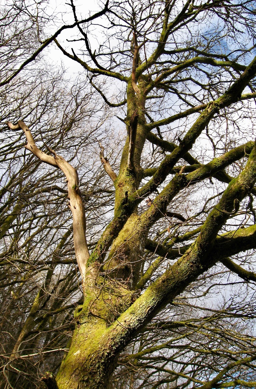 dead-branches-on-trees