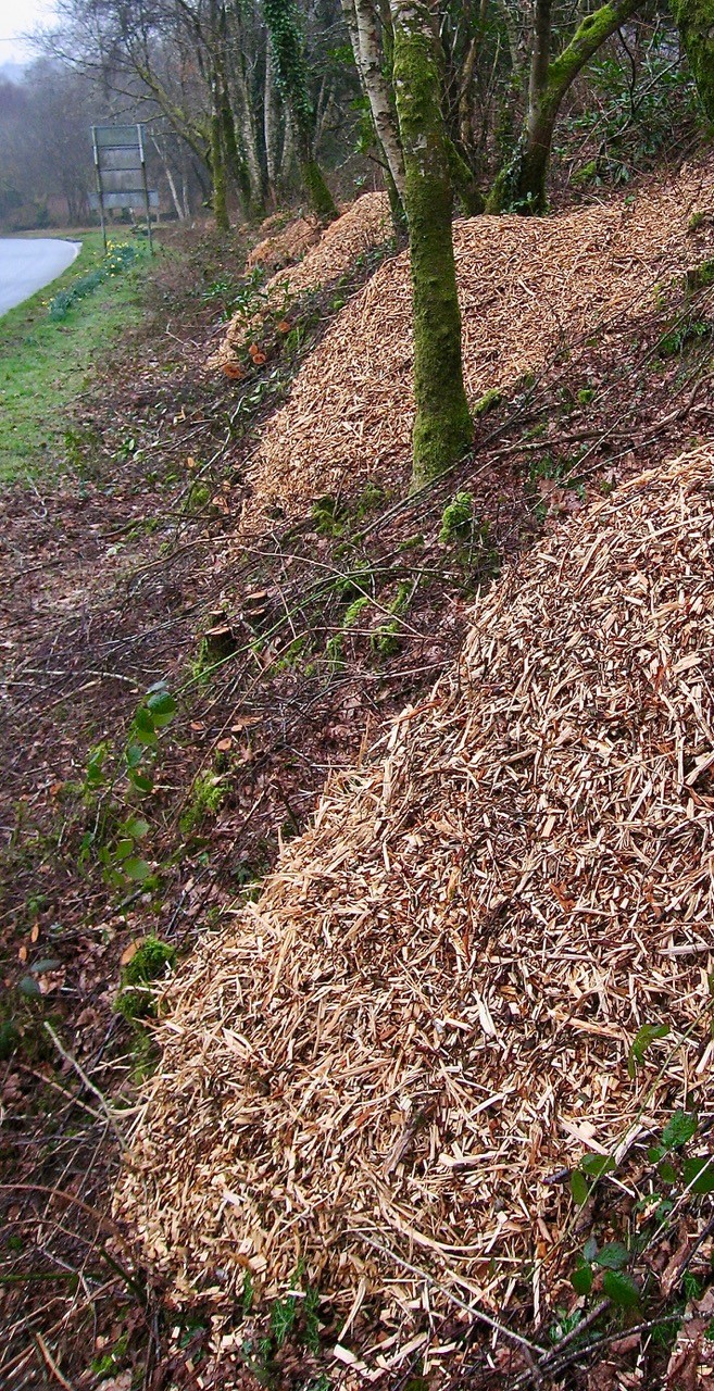 A potential solution to our climate emergency lies along our roadsides.