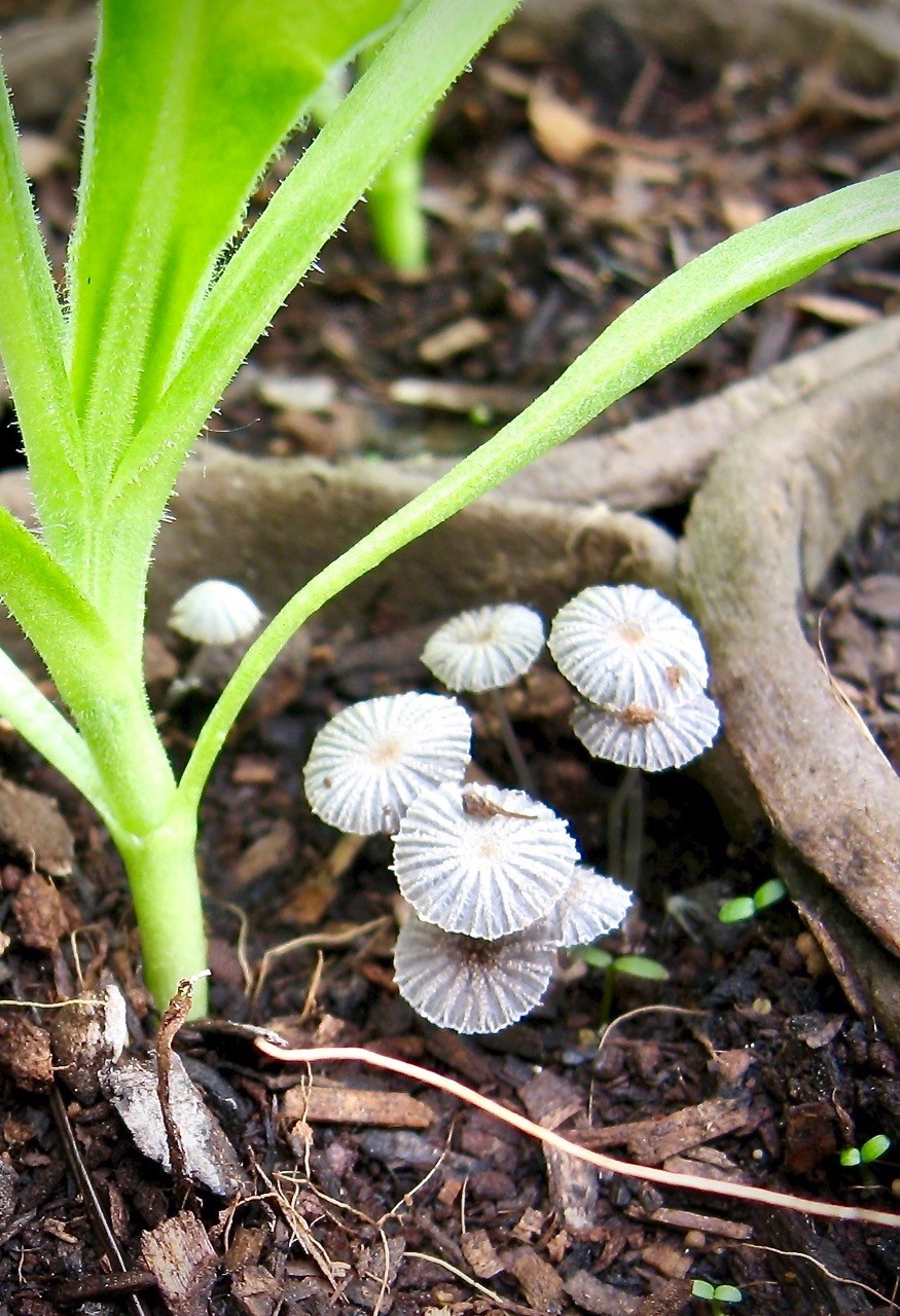 Toadstools: nature’s sign that compost is alive and kicking.