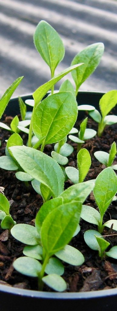 Echinacea sown in professional-grade SylvaGrow With Added John Innes. 