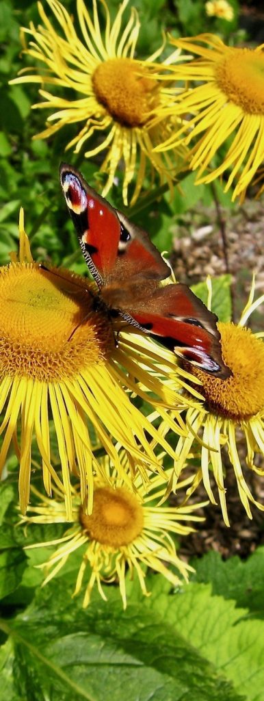 Carbon released by peat mining helps drive climate breakdown, which affects all species – including garden wildlife. 