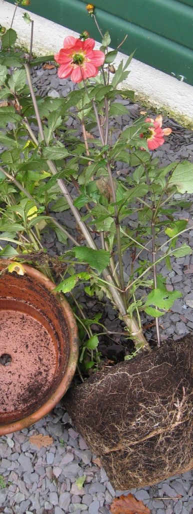 The water-retaining properties of the sheep’s wool in Dalefoot’s Wool Compost make it ideal for containers. 