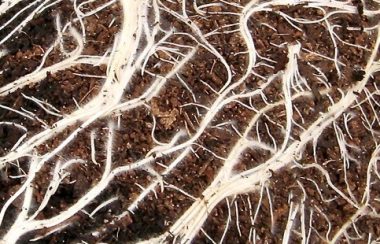 Roots to impress on tomatoes potted in SylvaGrow Multipurpose.