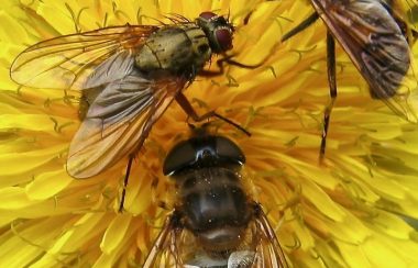 Dandelions draw flies of every hue.