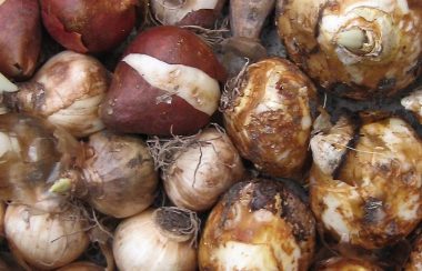 Clockwise from top left: tulips, dog’s tooth violet, Camassia and Narcissus.