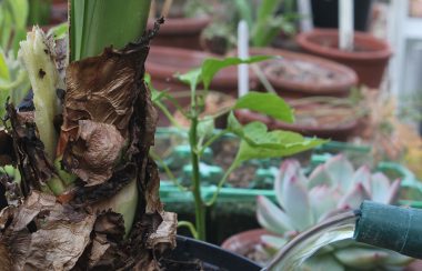 Hartley Botanic garden watering wisely