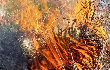 Wildfire