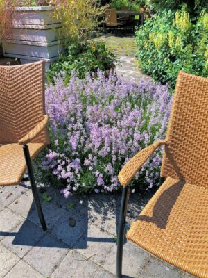 Cuttings can be taken from lavender in spring and fall.