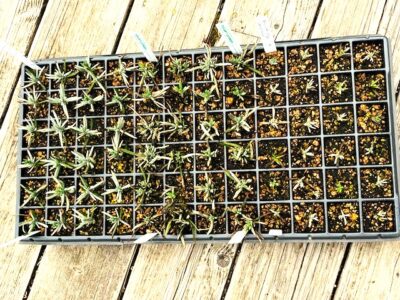 Seventy-two count cell packs will garner many future plants. (courtesy Nancy Connelly Blum)