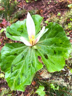 Take springtime lavender cuttings when trilliums bloom.