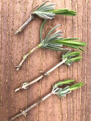 These cuttings are ready for sticking.