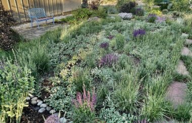 No lawn other than clover and mostly native grasses and a rock garden overcome by a variety of cacti and small plants exceeding expectations. June is busting out all over!